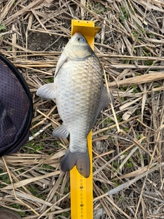 ヘラブナの釣果