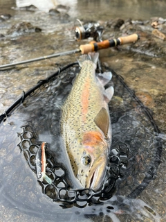 ニジマスの釣果