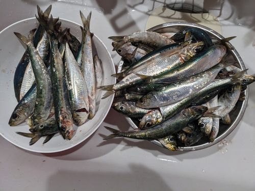 釣果