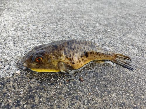 アカメフグの釣果