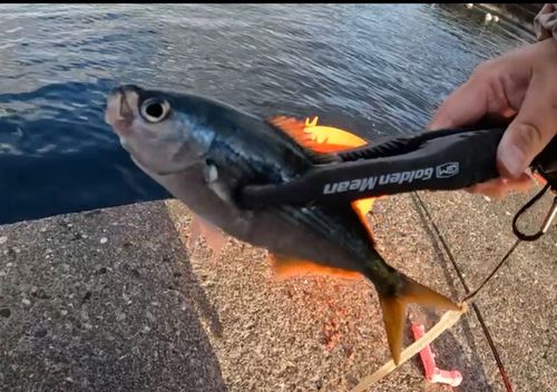 タカベの釣果