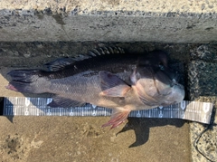 コブダイの釣果