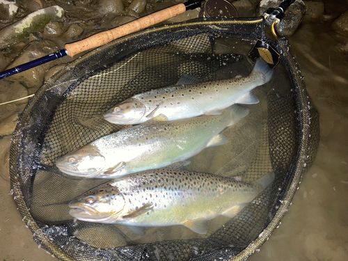 ブラウントラウトの釣果