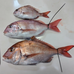 マダイの釣果