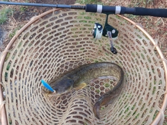 ナマズの釣果