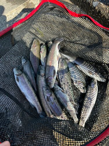 ニジマスの釣果