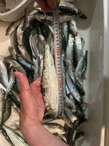 マイワシの釣果