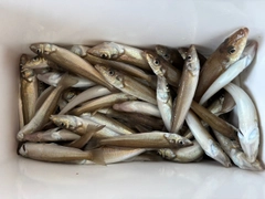 シロギスの釣果