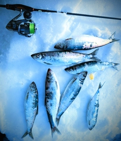 ニシンの釣果
