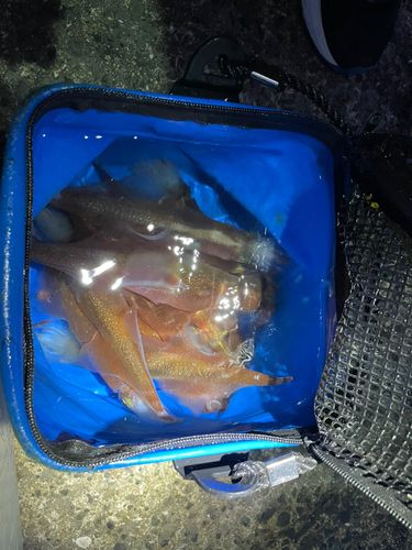 ケンサキイカの釣果
