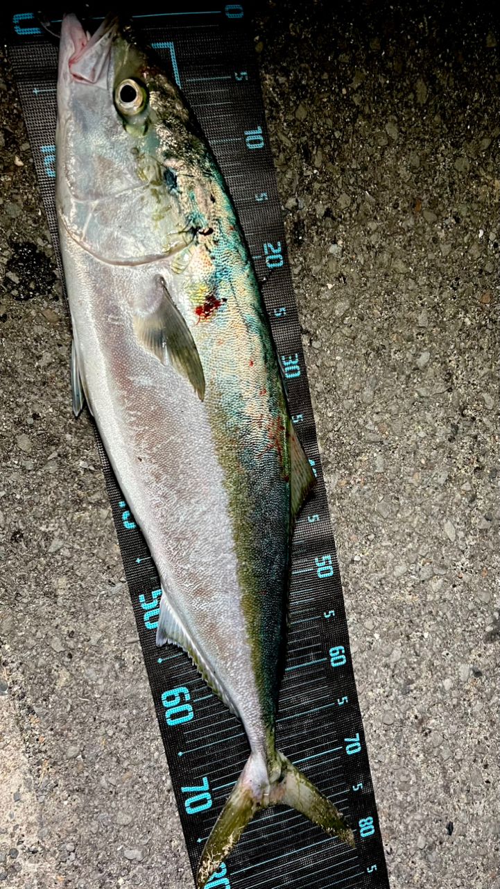 APIA グランデージ アトラス BLUE RUNNER 98Mの最安値・インプレ・釣果