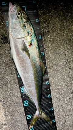 ブリの釣果