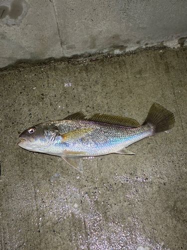 イシモチの釣果
