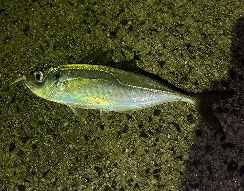 マアジの釣果