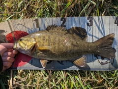 スモールマウスバスの釣果