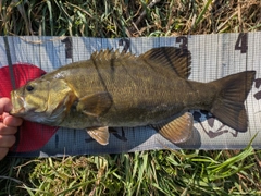 スモールマウスバスの釣果