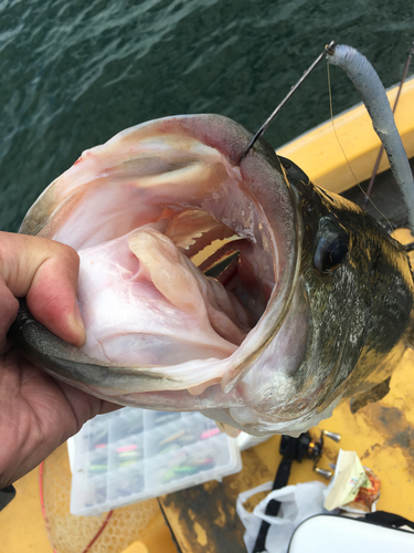 ラージマウスバスの釣果