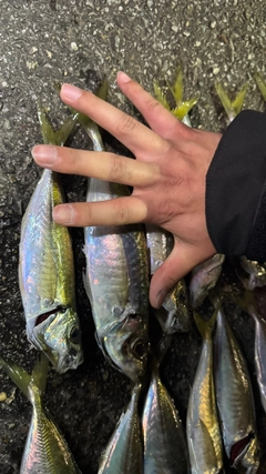 マアジの釣果