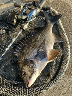 クロダイの釣果