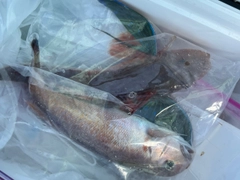 ホウボウの釣果