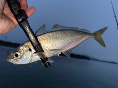 マアジの釣果