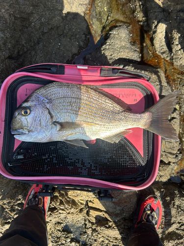 ヘダイの釣果