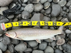 アメマスの釣果