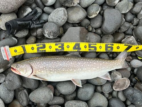 アメマスの釣果