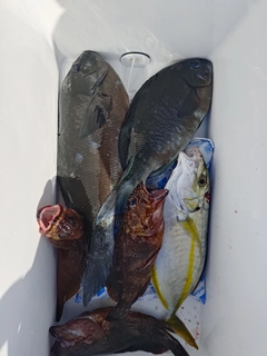 グレの釣果