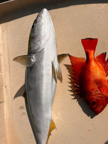 キンメダイの釣果