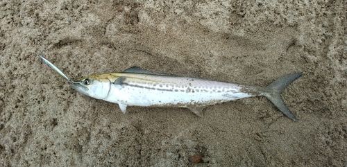 サゴシの釣果