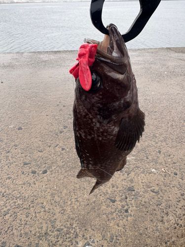 キツネメバルの釣果