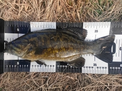 スモールマウスバスの釣果