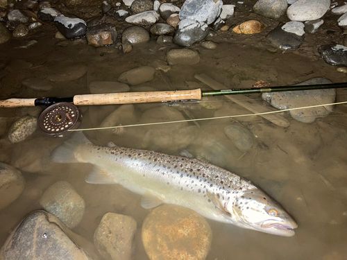 ブラウントラウトの釣果