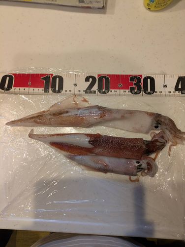 ヤリイカの釣果