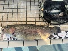 ニジマスの釣果