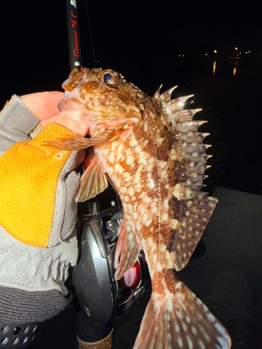 カサゴの釣果