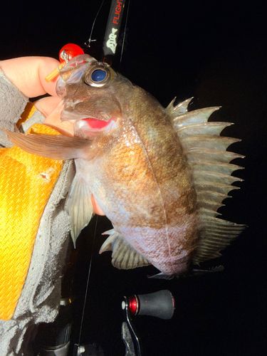 メバルの釣果