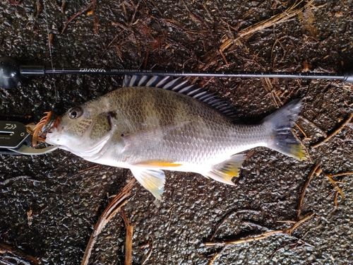 キビレの釣果