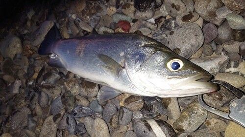 フッコ（ヒラスズキ）の釣果
