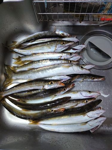 カマスの釣果