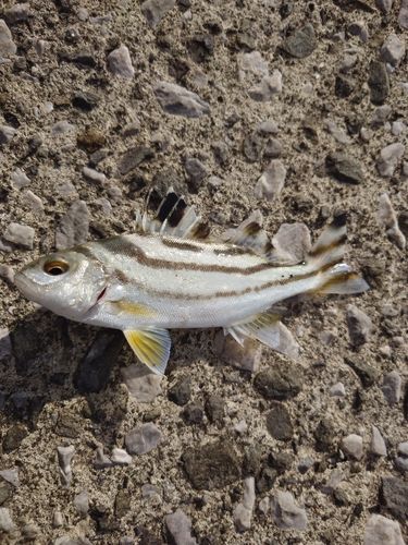 コトヒキの釣果