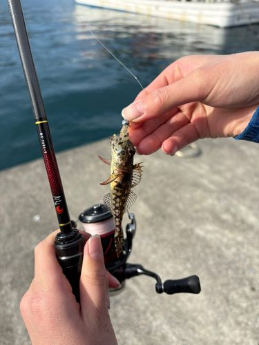 アナハゼの釣果
