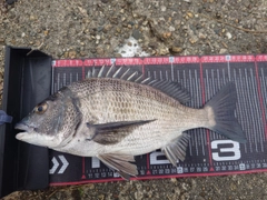 クロダイの釣果