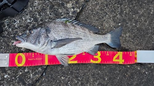 チヌの釣果