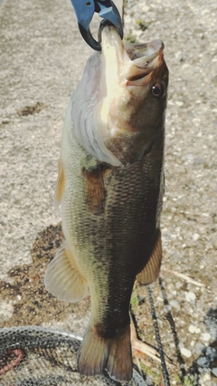 ラージマウスバスの釣果