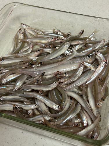 ワカサギの釣果