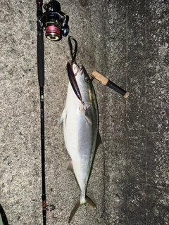 ハマチの釣果