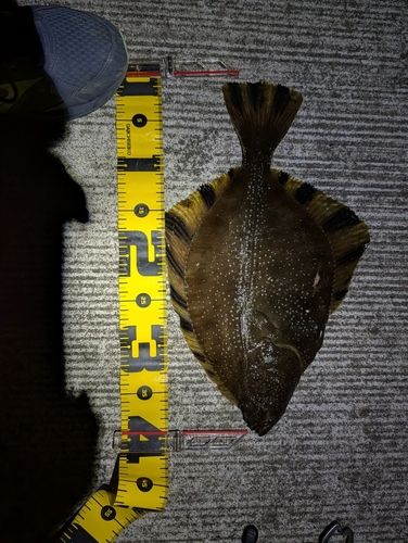 ヌマガレイの釣果