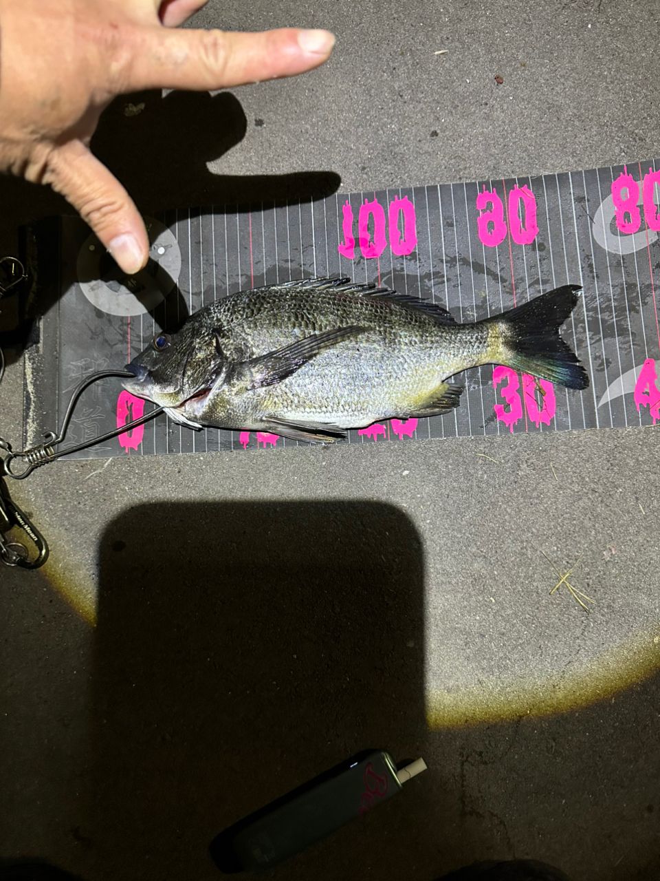 SHIMANO 22ネッサ BB S112M+の最安値・インプレ・釣果 | 本音の口コミ